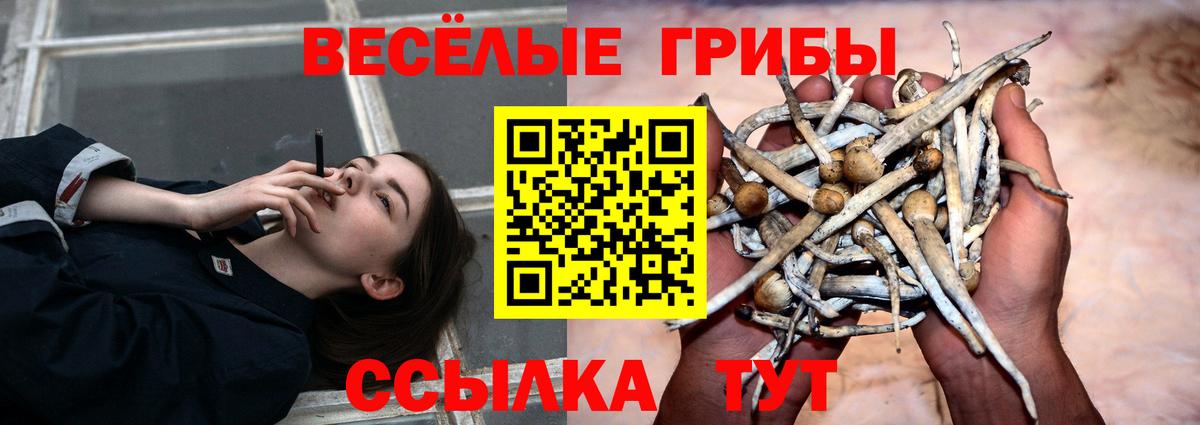 Красный Сулин  Псилоцибиновые грибы Cubensis  Вход с VPN 